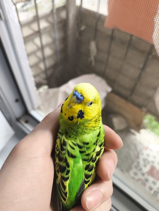 Продам попугая,домашний