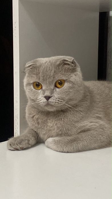 вислоухий шотландец