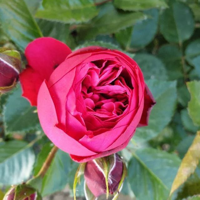 Pionavidni atirgullar