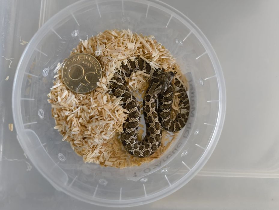 Свиненоса Змия / Heterodon nasicus