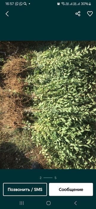 Живая изгородь (Вяз)