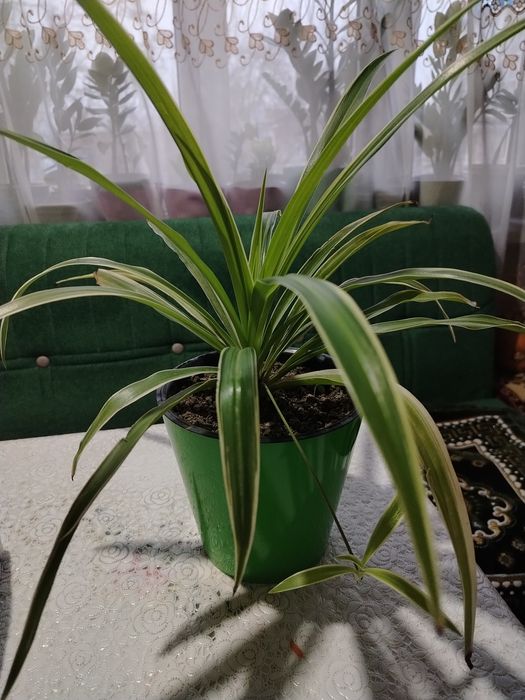 Комнатные цветы. Хлорофитум.