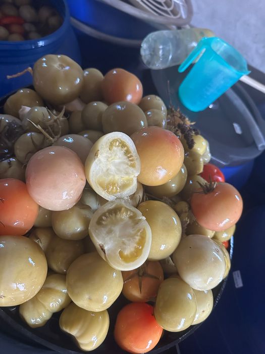 Varză,gogonele, castraveți