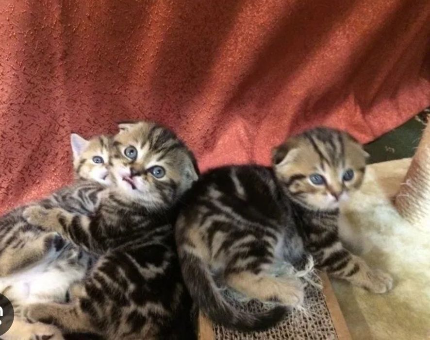 котята мушукчала