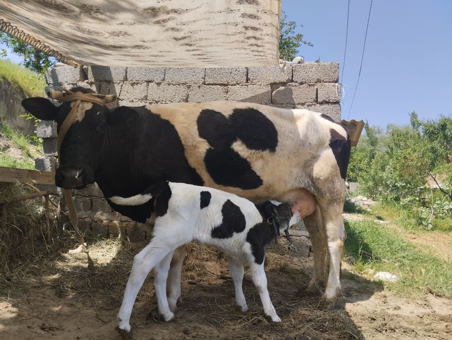 Suti yahshi sog'in sigir