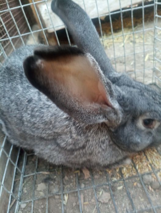 Мясо кролика мясо кролика