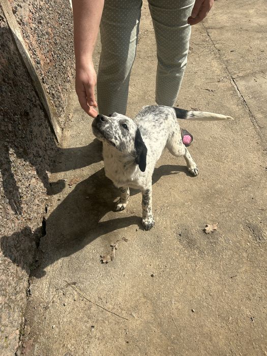 Ласковая здрровая девочка изет дом.