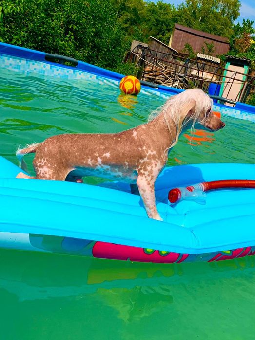 Отдам китайскую хохлатую