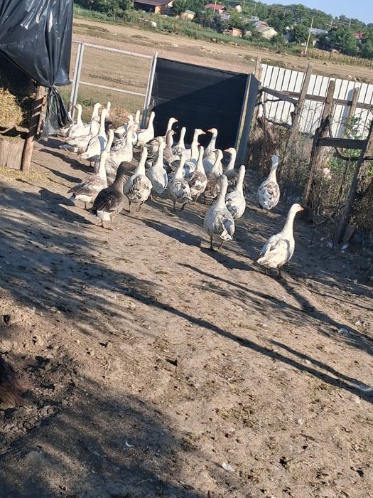 Vând Gâște si Rațe Mute