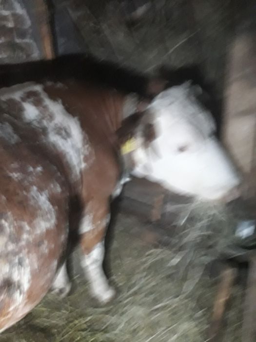 Vand vacă cu lapte.