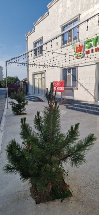 Сдаются помещение
