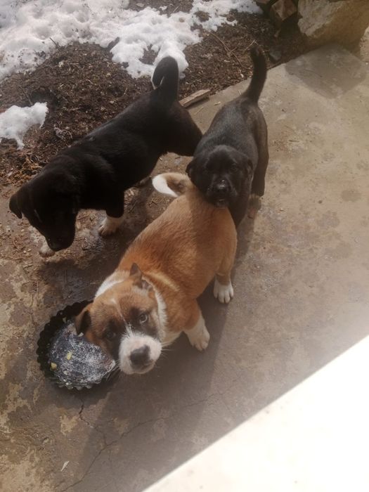 Щенята в добрые руки