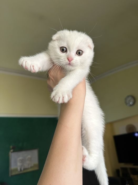 Scottish Fold alb