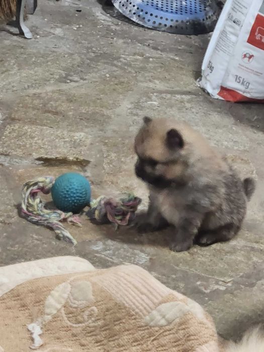 Померанчета, пухави топки