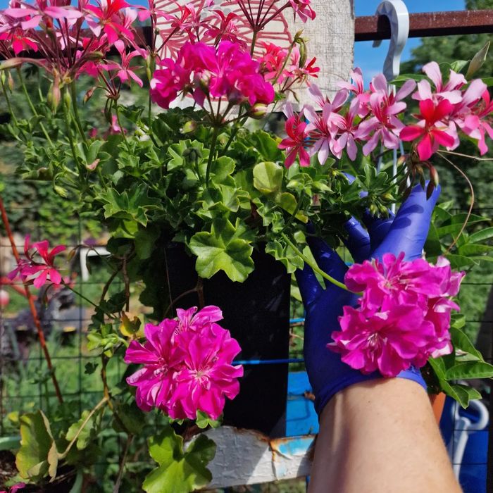 Пеларгонии в городе Абай