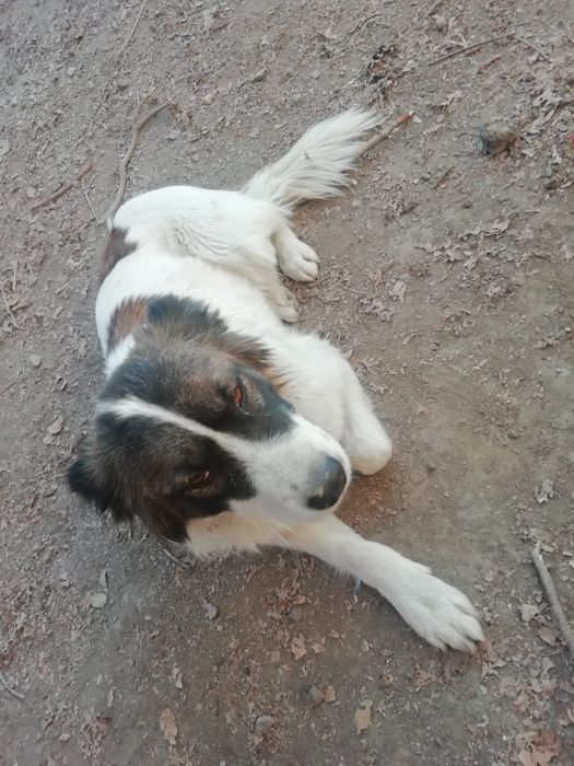 Отдам умную собачку