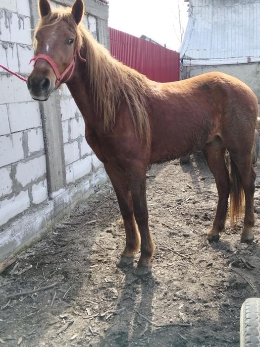 Vând un cal de doi ani jumate