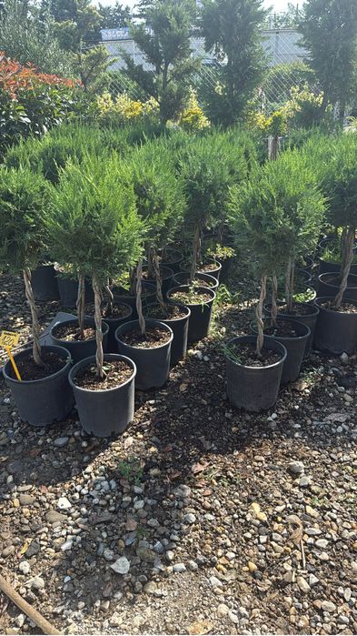 Diverse plante ornsmentale