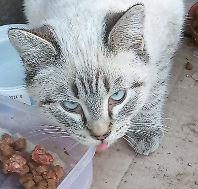 Мальчик и две девочки стерилизованные