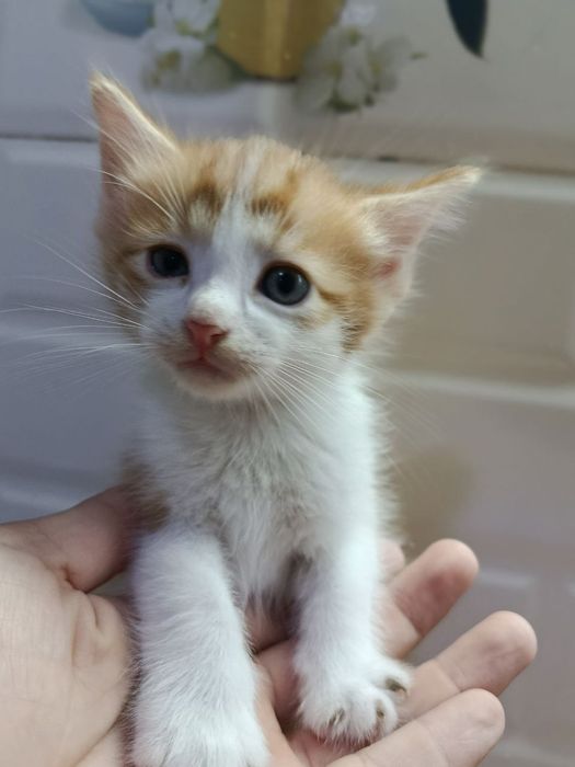 Котята 2 месяца.