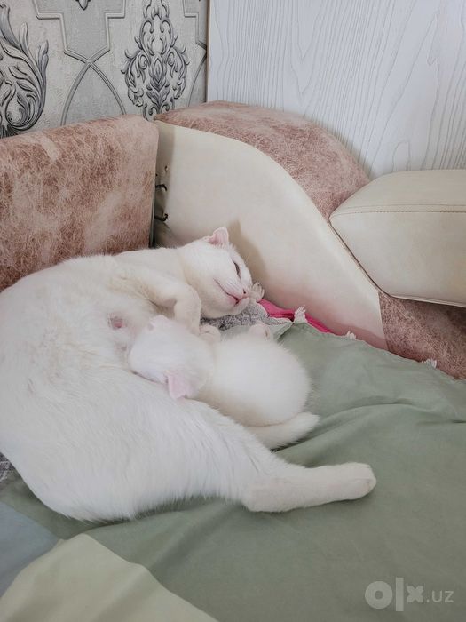 Вислоухий породистый белый котенок