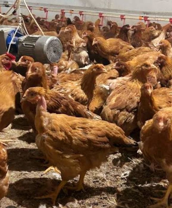 Puicuță  rasa mixta kabir. De 2 kg