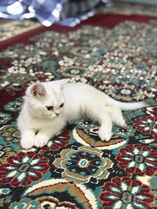Серебристый шиншила