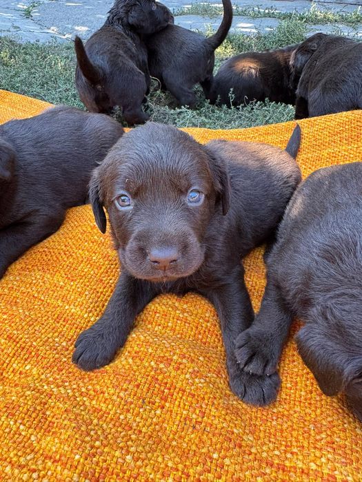 Pui  Labrador Retriever – 7 săptămâni, disponibili