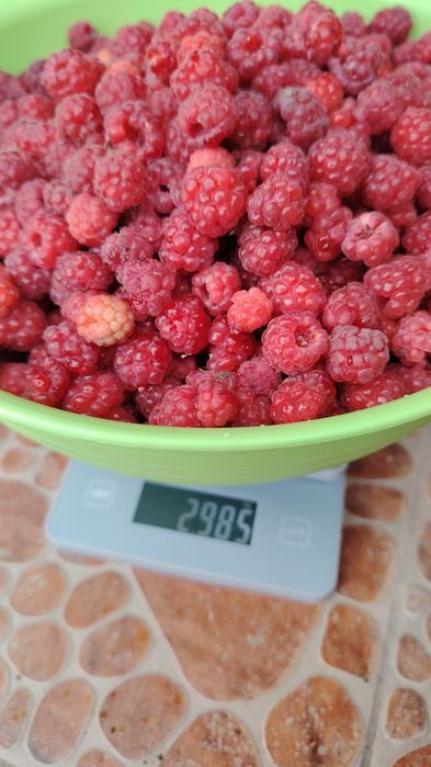 продам малима домашний.