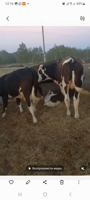 Продам бычков 25 галов