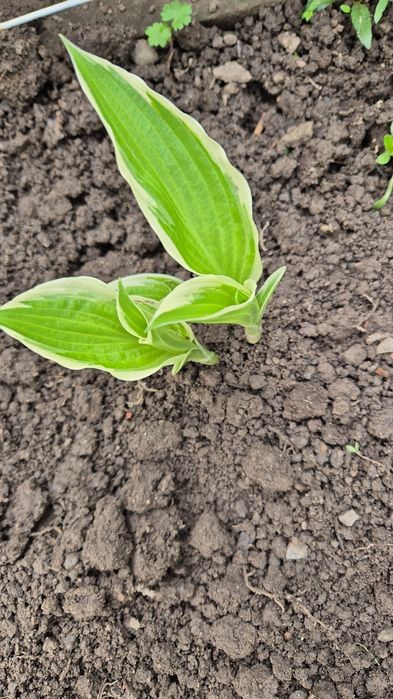 Бересклет, очитки вариегатные, хосты разные, лилейник