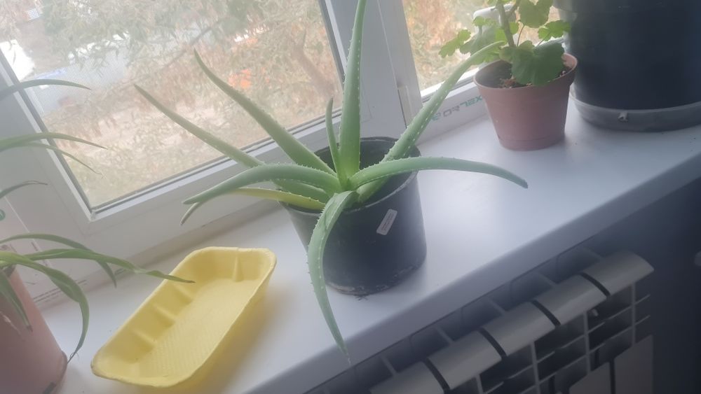 Алое  лечебный в горшочке