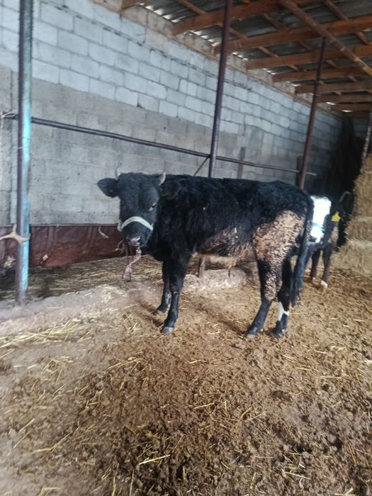 Еркек бузаулар бар