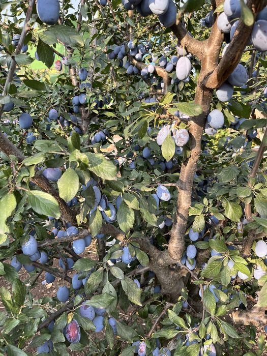 Prune Stanley 2,5 lei kg