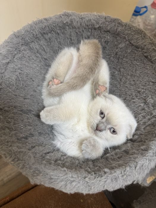 Британски / Шотландски късокосмести котки