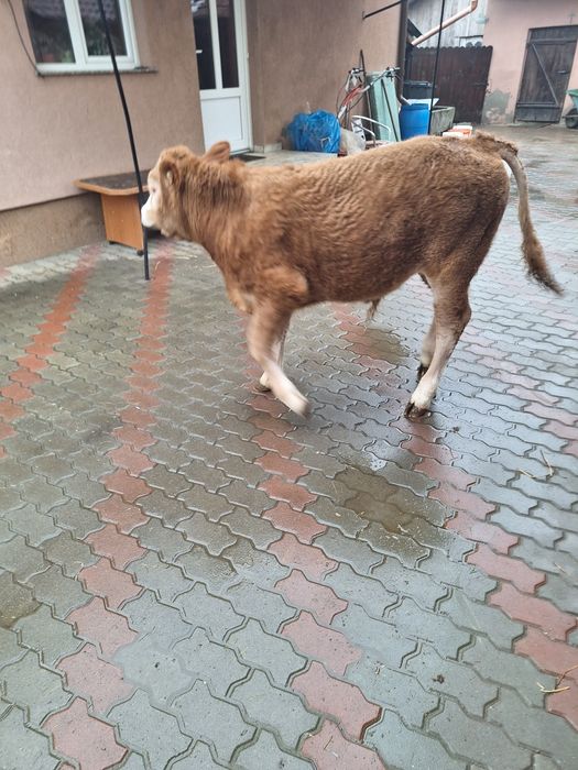 Vând Vitel de 4 luni