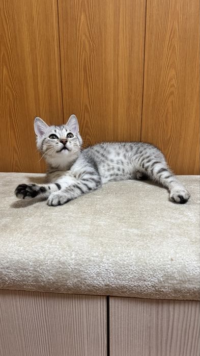 Котята в хорошие руки