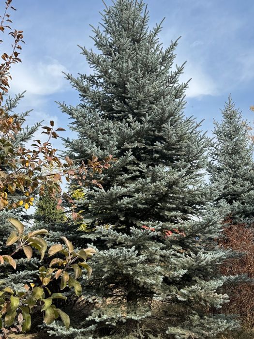 Голубая ель Блю Даймонд