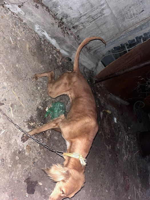 Тазы сатылады Арлан