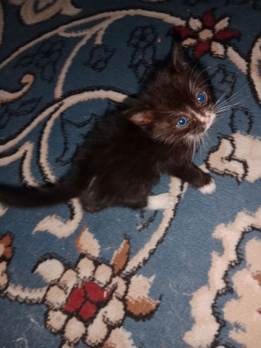 Отдам в добрые руки котят