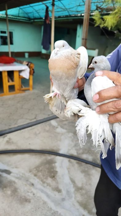 Голуби, вольные, летные, с игрой