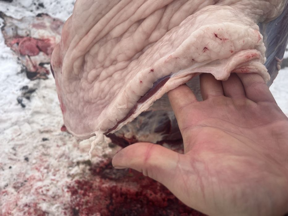 Семиз жылкы, полтарашка