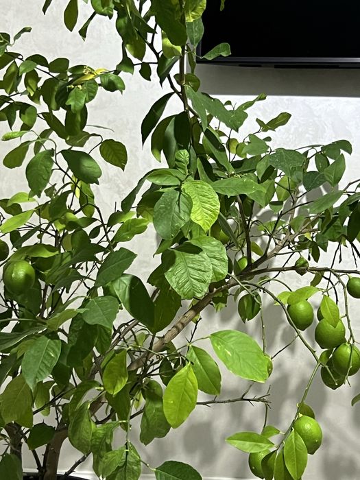 Домашнее лимонное дерево с плодами