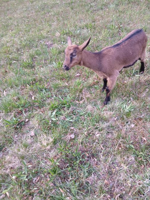 Vind doua iede alpine franceza de doua luni  jumate se afla in ciucea jud cluj pret 600 bucata