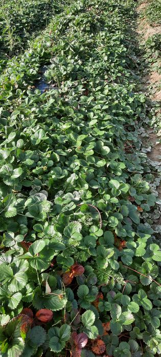 Stoloni căpșuni remontante