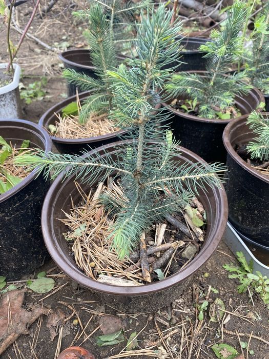 Продам сеянец - Ель голубая