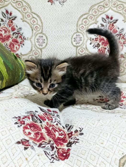 Отдам котят в добрые руки
