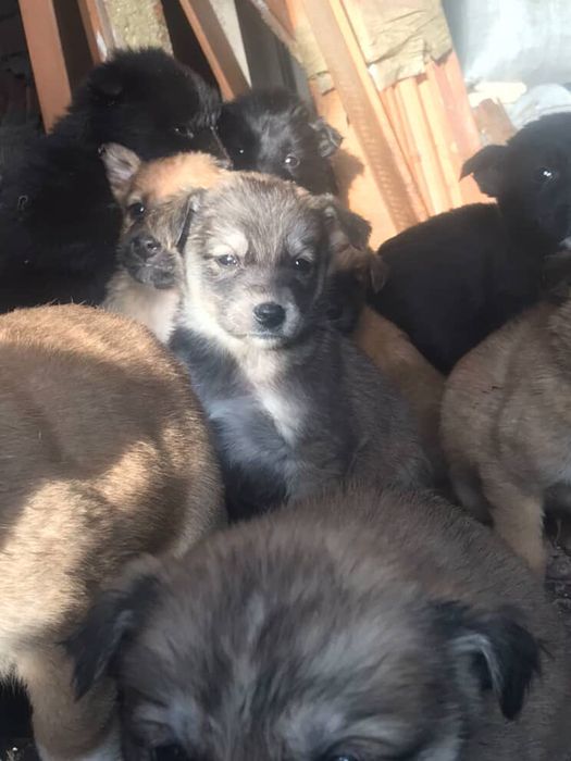 Отдадим щенков в добрые руки