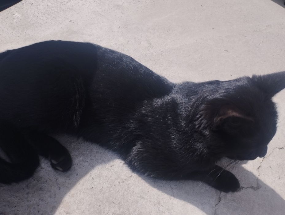 Отдам даром: 2 кошки и 1 кот