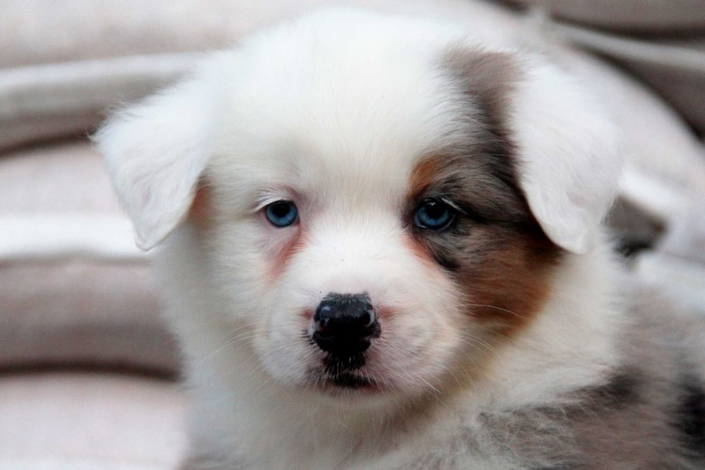 отдам в добрые руки щенков в алматы бесплатно. племенные щенки. самоеды собаки щенки 6 недель. щенки алматы. собака по кличке айс.